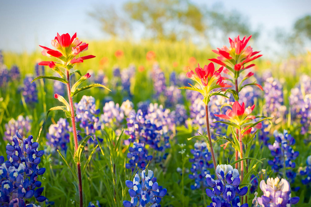 Flower Lavender Field