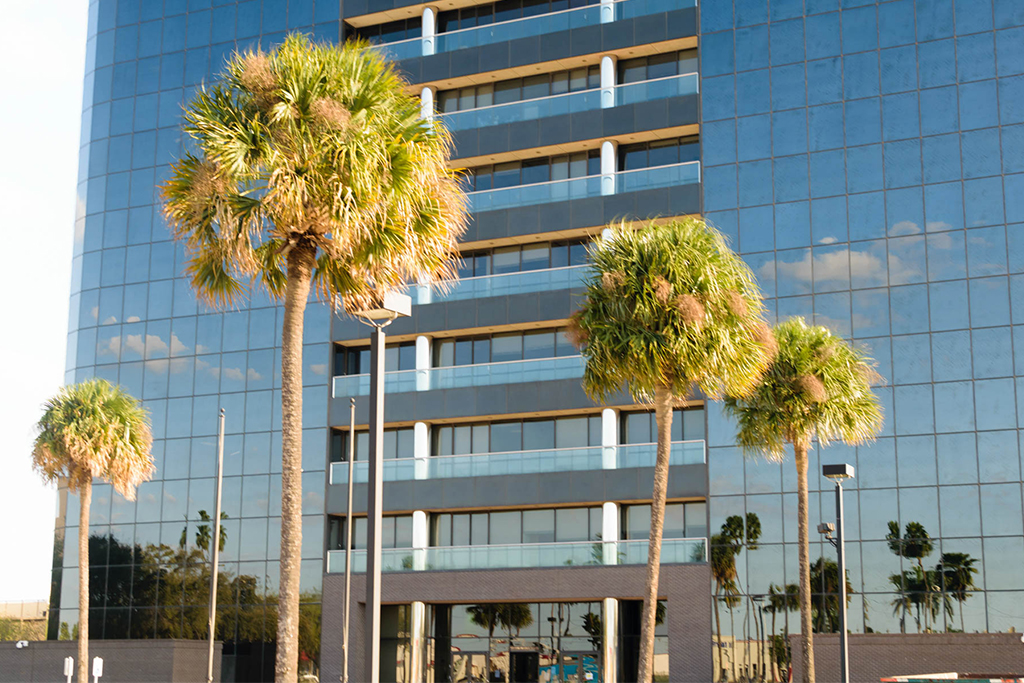 Outside Building Palm Tree